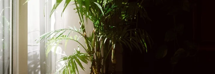 Grüne Zimmerpflanze im Topf